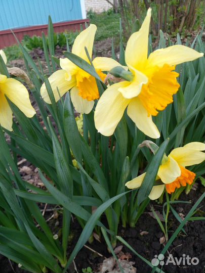 Нарциссы