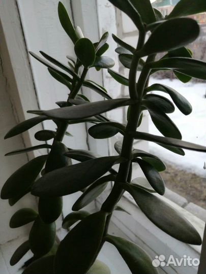 Толстянка денежное дерево