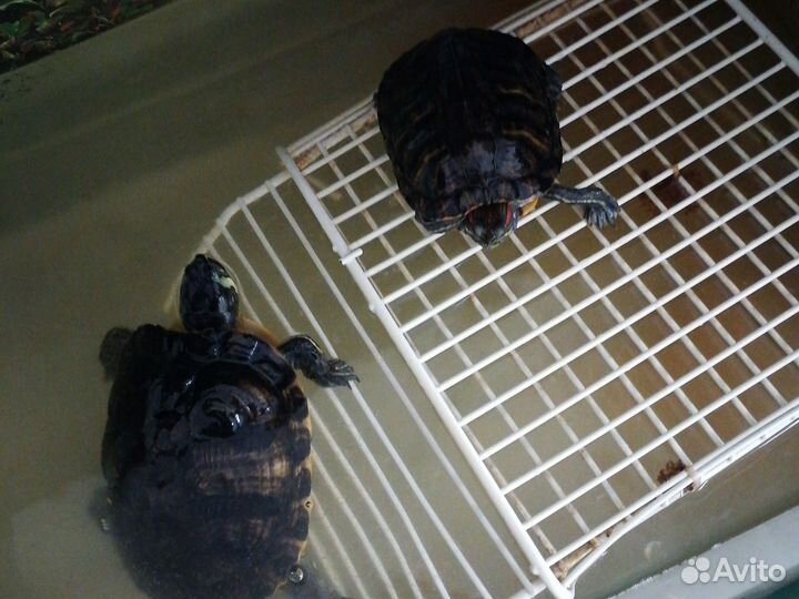 Черепаха с аквариумом