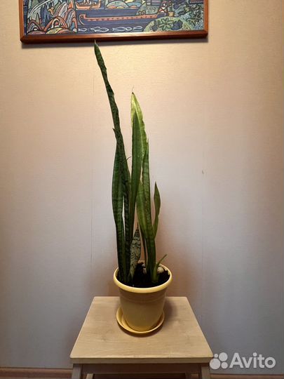Сансевиерия (тещин язык / щучий хвост)