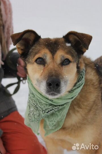 Классную собаку никто не замечает в приюте
