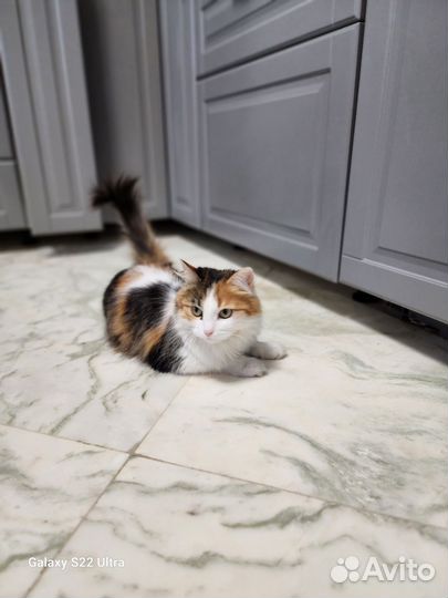 Кошка в дар бесплатно