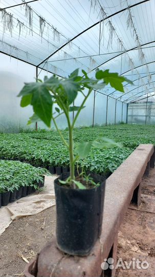 Рассада помидор,огурцы,перец