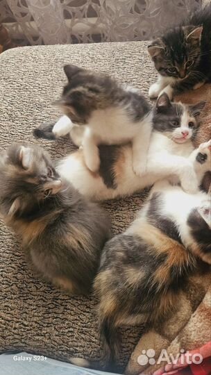 Кошка
