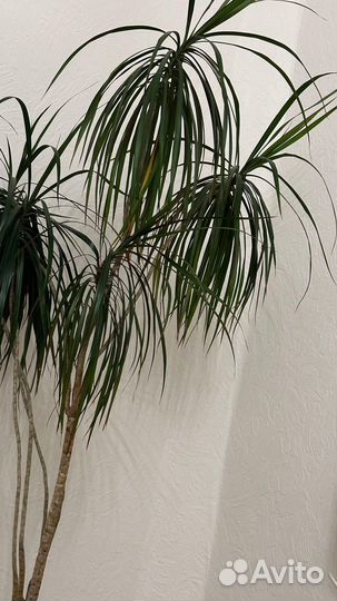 Пальма драцена