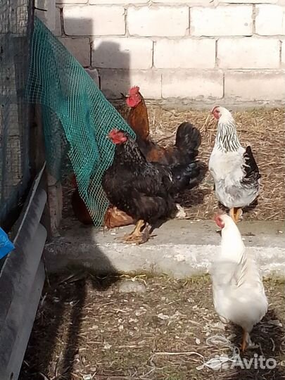 Петухи домашние на мясо