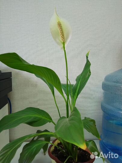 Спатифиллум