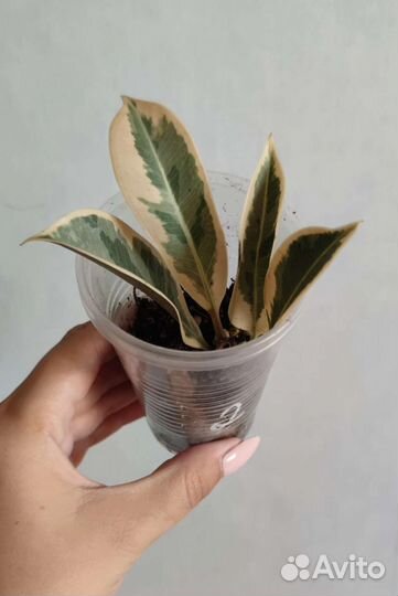 Фикус Мелани вариегатная,Шривериана