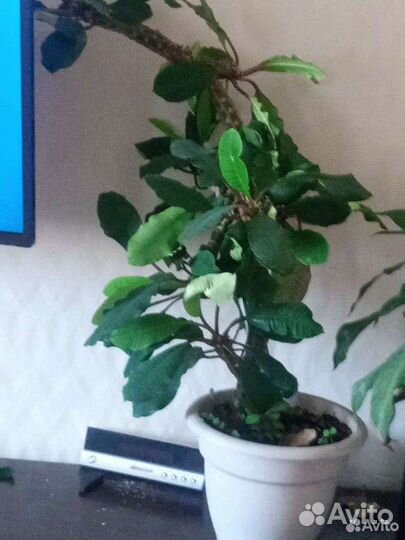 Крупные цветы для интерьера