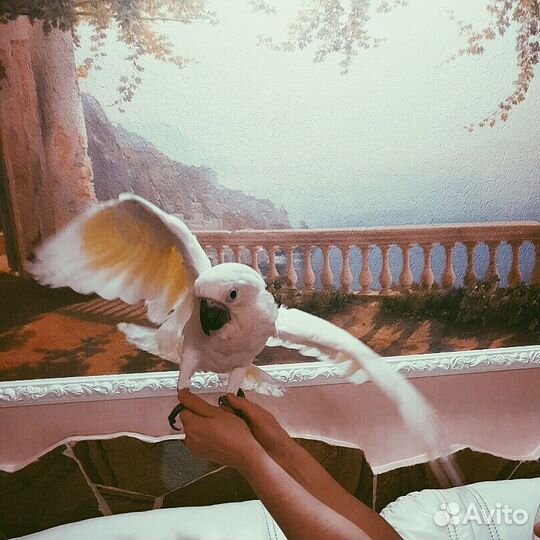 Птенцы выкормыши какаду