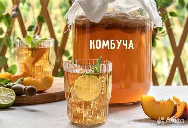 Чайный гриб комбуча