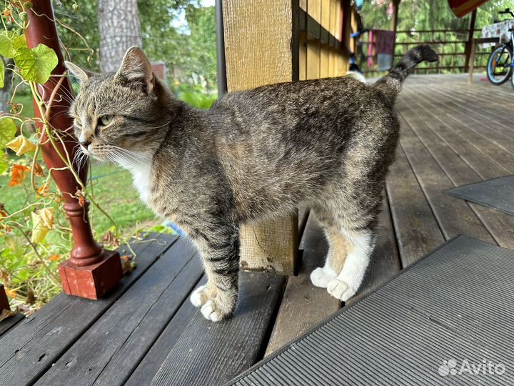 Кот в семью с детьми