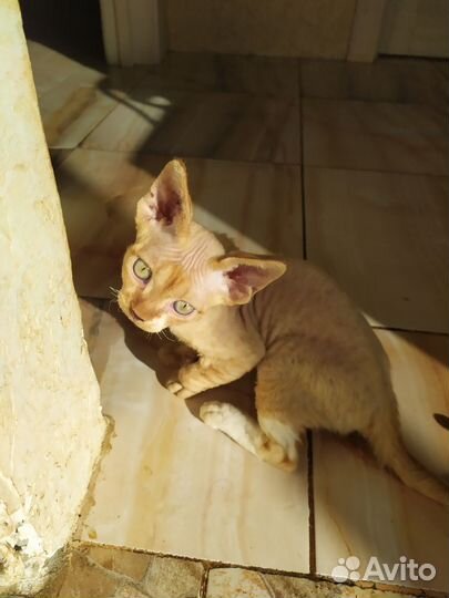 Котята девон-рекс