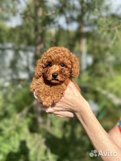 Той пудель мини