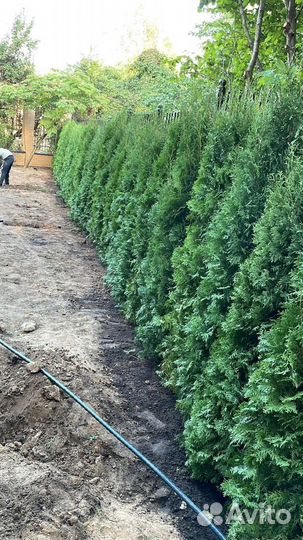 Туя Смарагд 2м