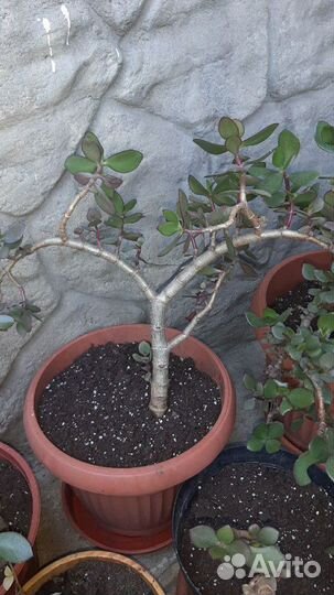 Денежные деревья