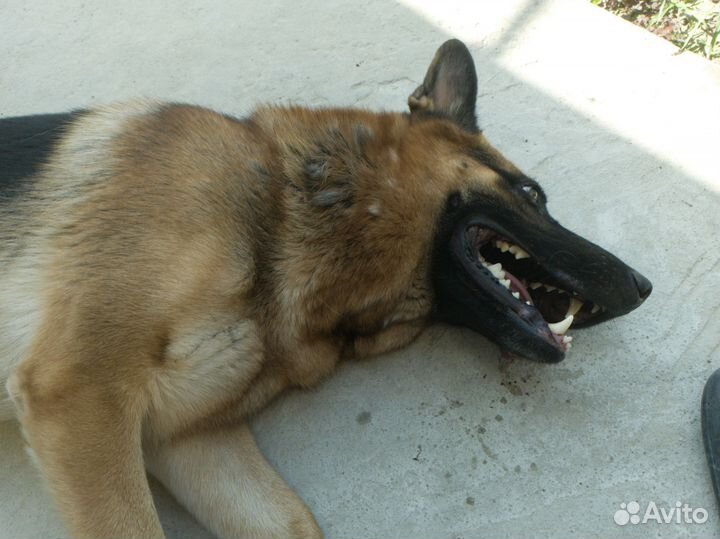 Немецкая овчарка