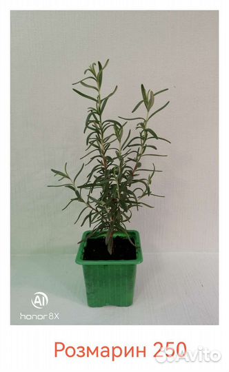 Пассифлора