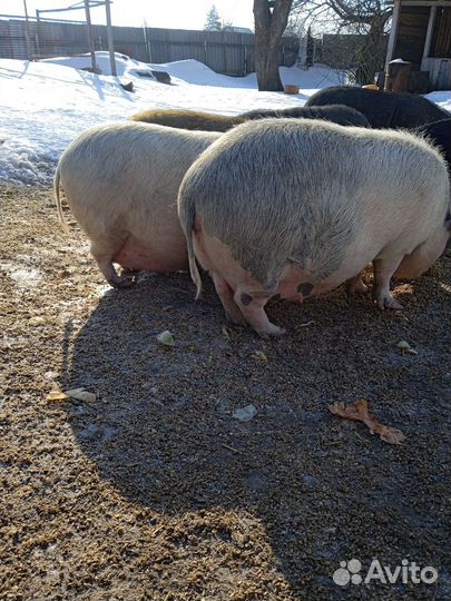 Вьетнамск вислобрюхий поросенок