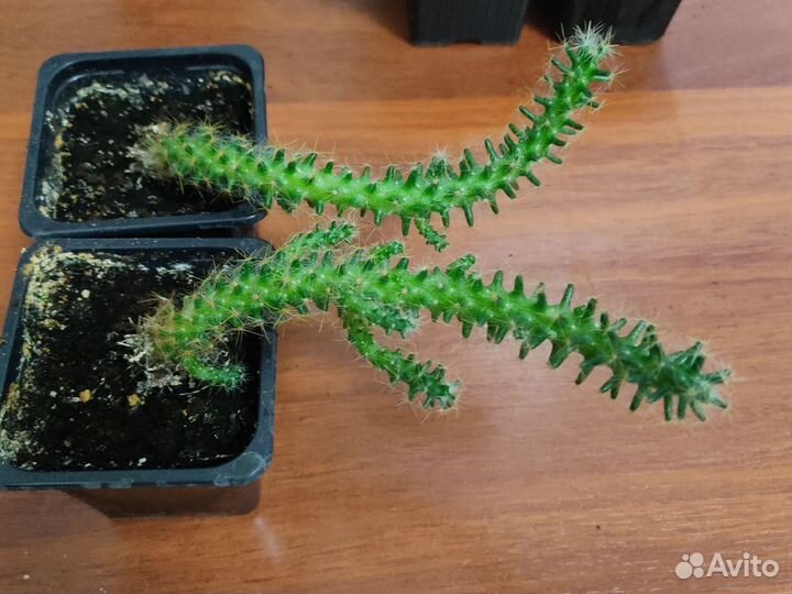 Кактус детки