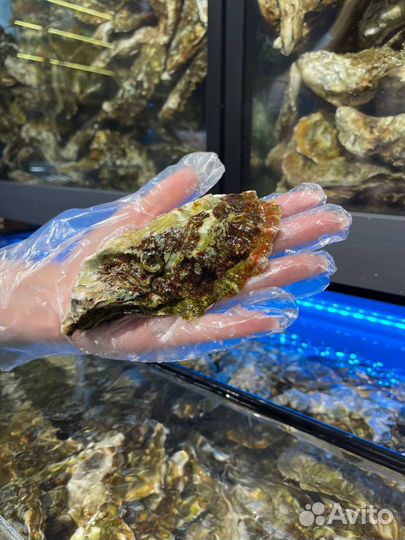 Устрицы дальневосточные