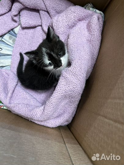 Котик в добрые руки