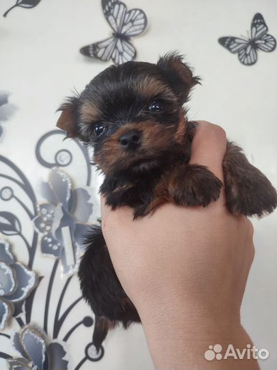 Micro мальчик