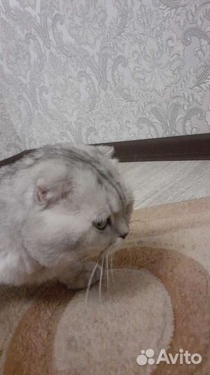 Шотландский вислоухий кот на вязку