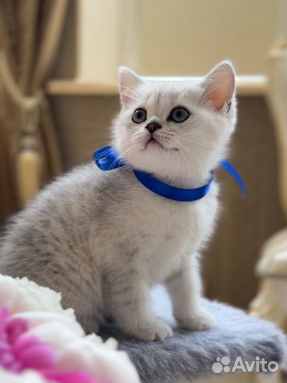 Серебряная шиншилла