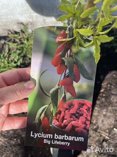 Саженцы Годжи Биг Лайфберри