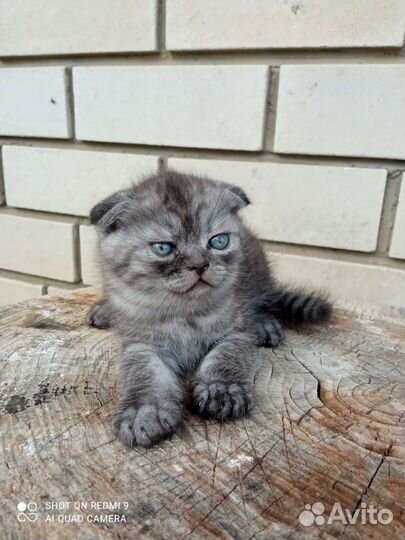 Вислоухие малыши