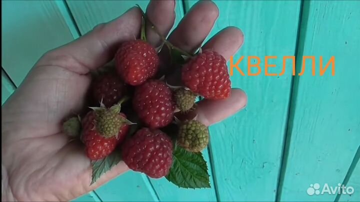 Саженцы ремонтантной малины и Ежевики