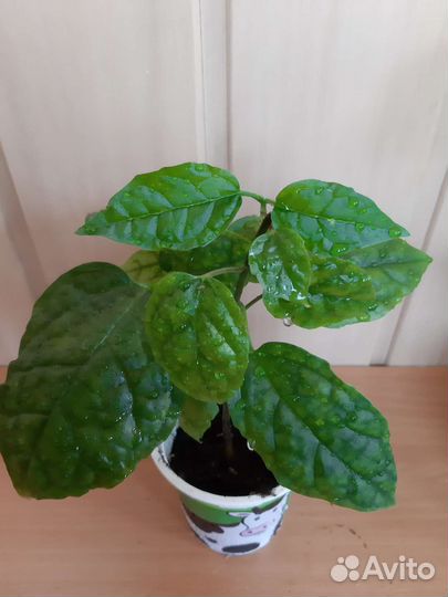 Клеродендрум томпсон