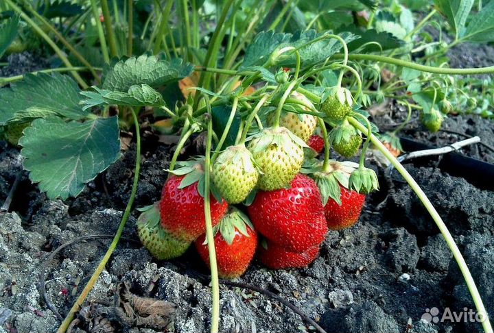 Клубника саженцы