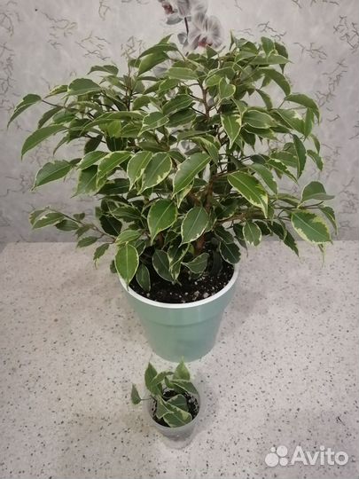Фикус бенджамина сорт Кинки