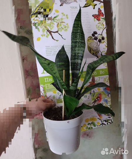 Сансевиерия тёщин язык