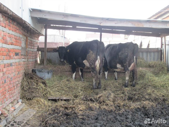 Телочка от высокоудойной коровы