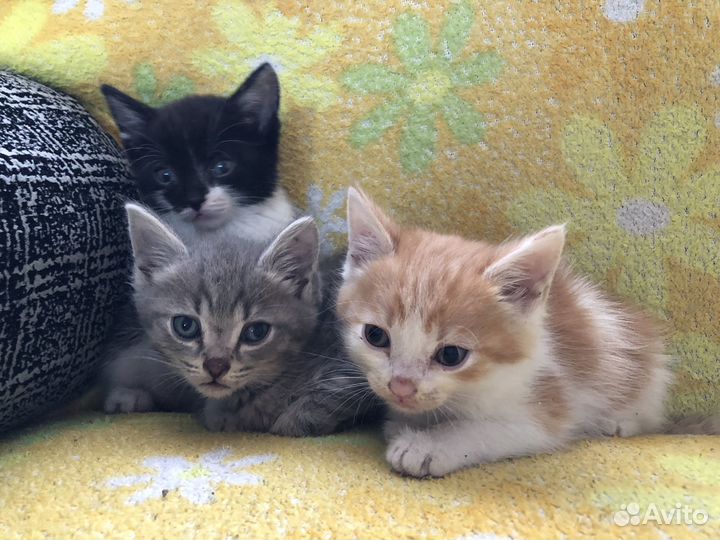 Котята
