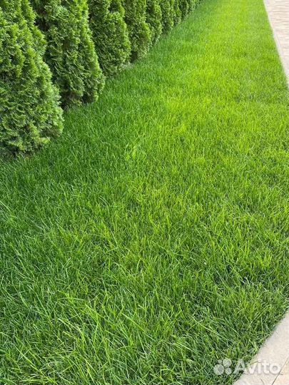 Укладка и продажа рулонного газона