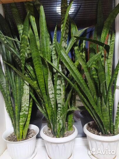 Сансевиерия