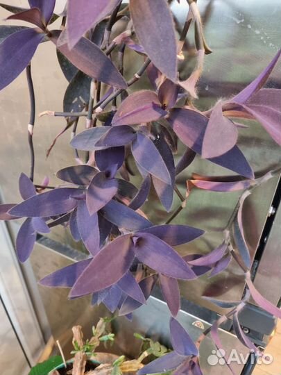 Традисканция