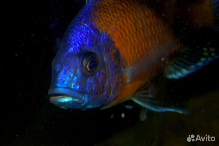 Малавийские цихлиды