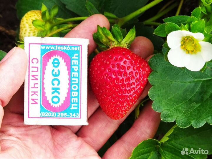 Саженцы клубники