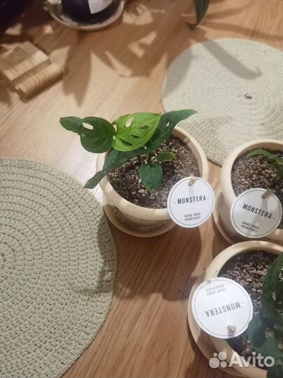 Монстера манки