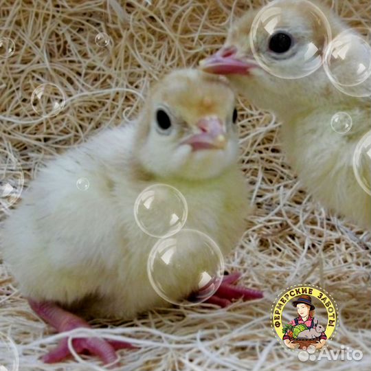 Индюшата суточные