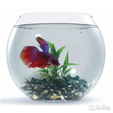 Аквариум с рыбкой Петушок, подарочный
