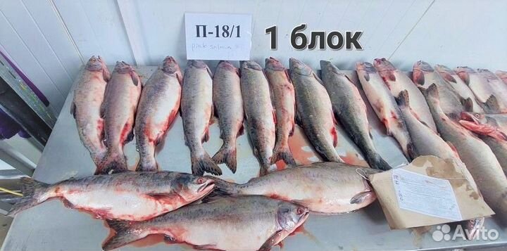 Горбуша непотрошеная