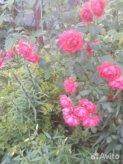 Саженцы плетистых роз