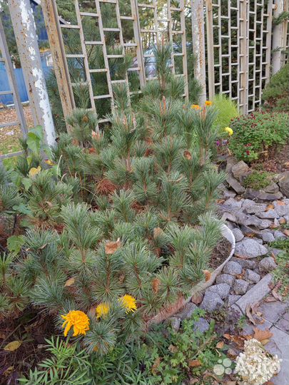 Хвойное дерево