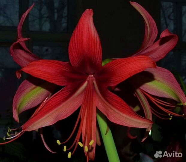 Гиппеаструм и Перец Шу